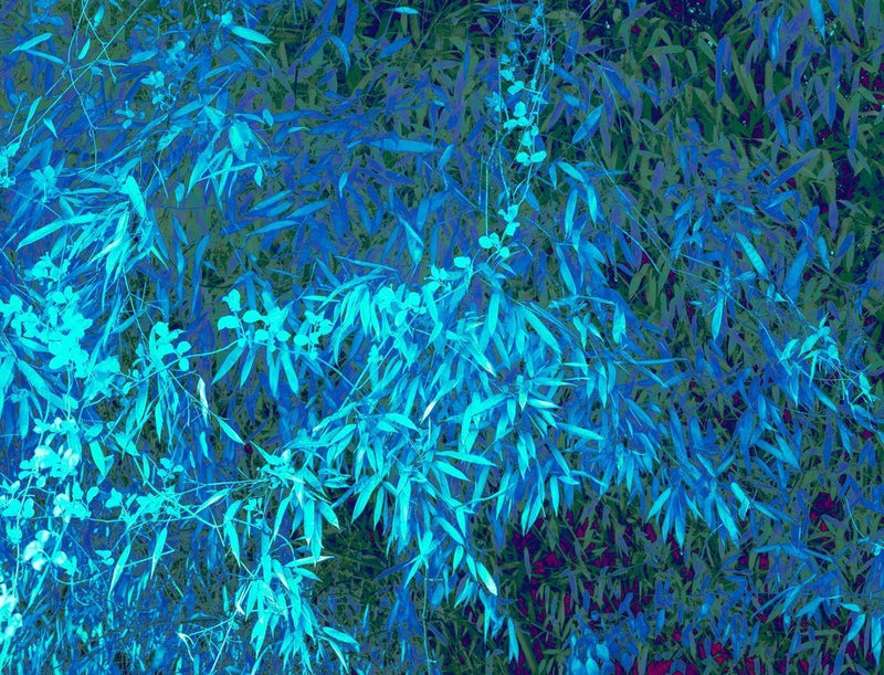 Infrared & Abstract