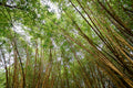 Bamboo Canopy, Hawaii