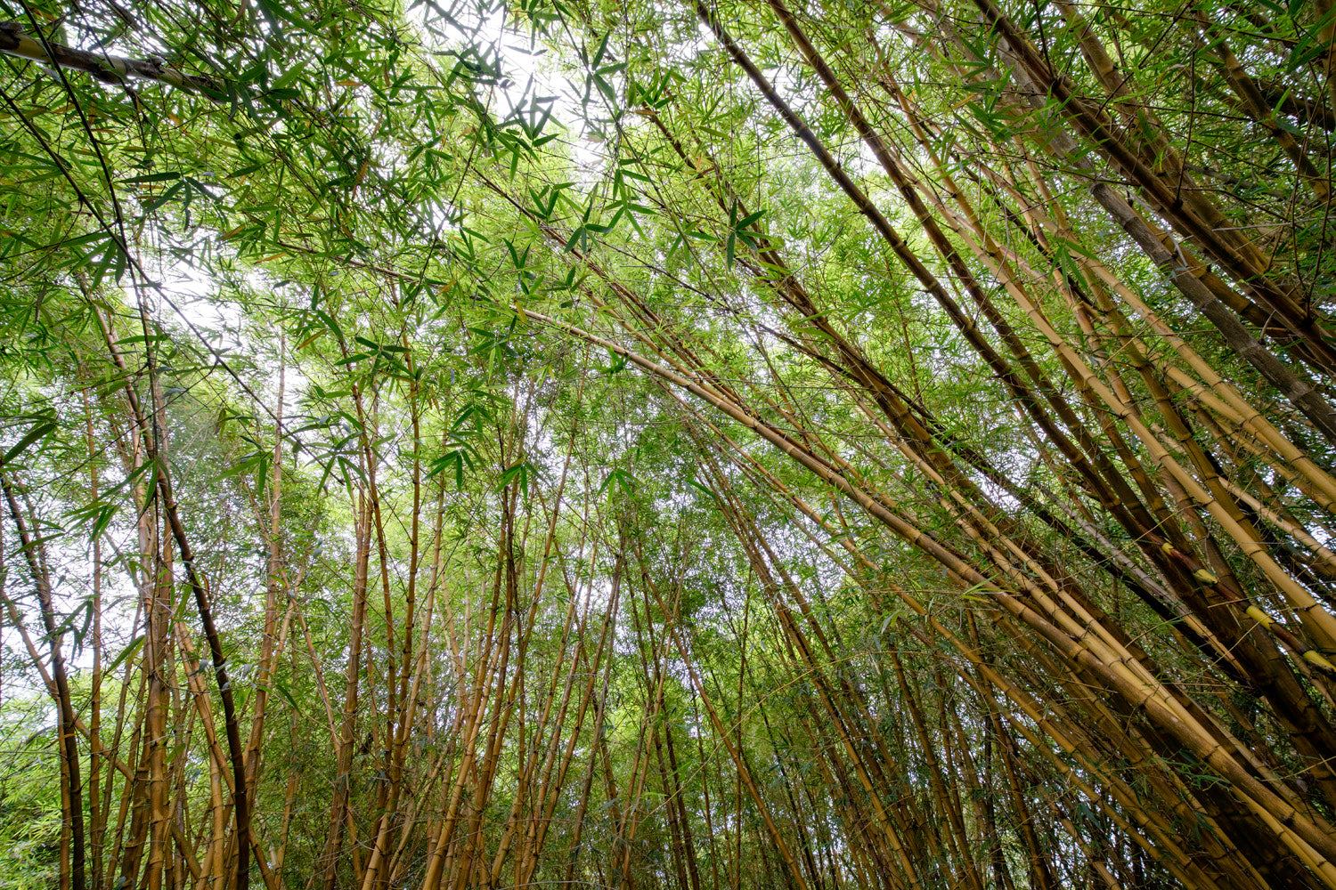 Bamboo Canopy, Hawaii