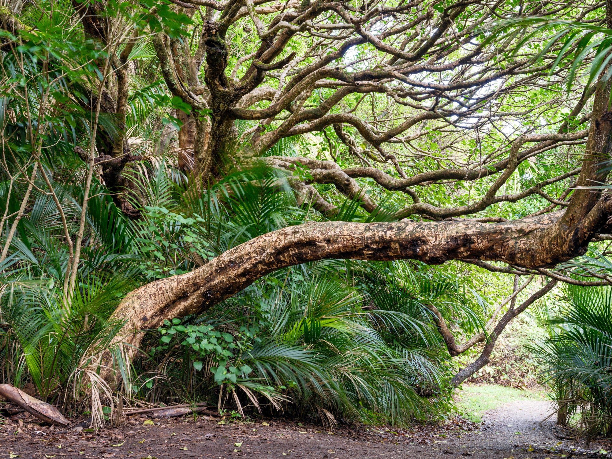 Reaching Branches