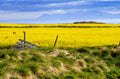 Iceland's Canola Fields