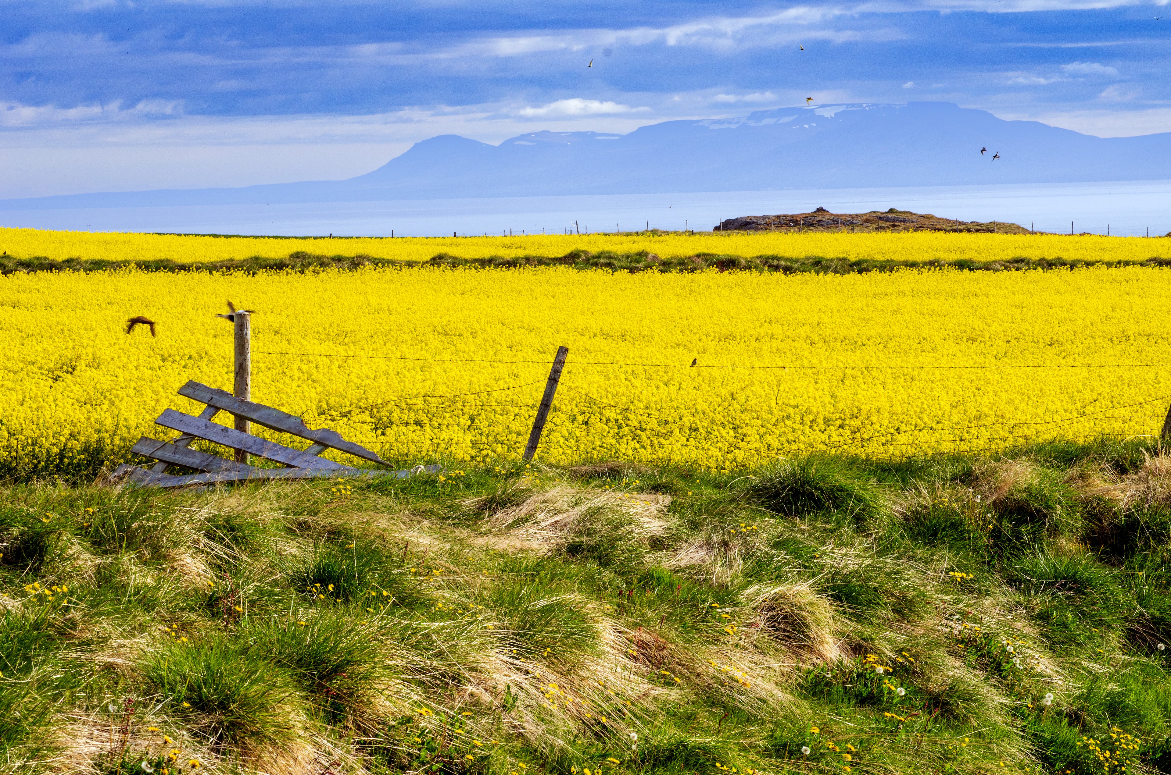 Iceland's Canola Fields