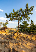Lone Pine