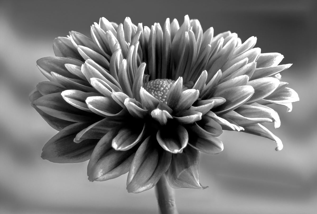 Chrysanthemum