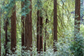 Muir Woods