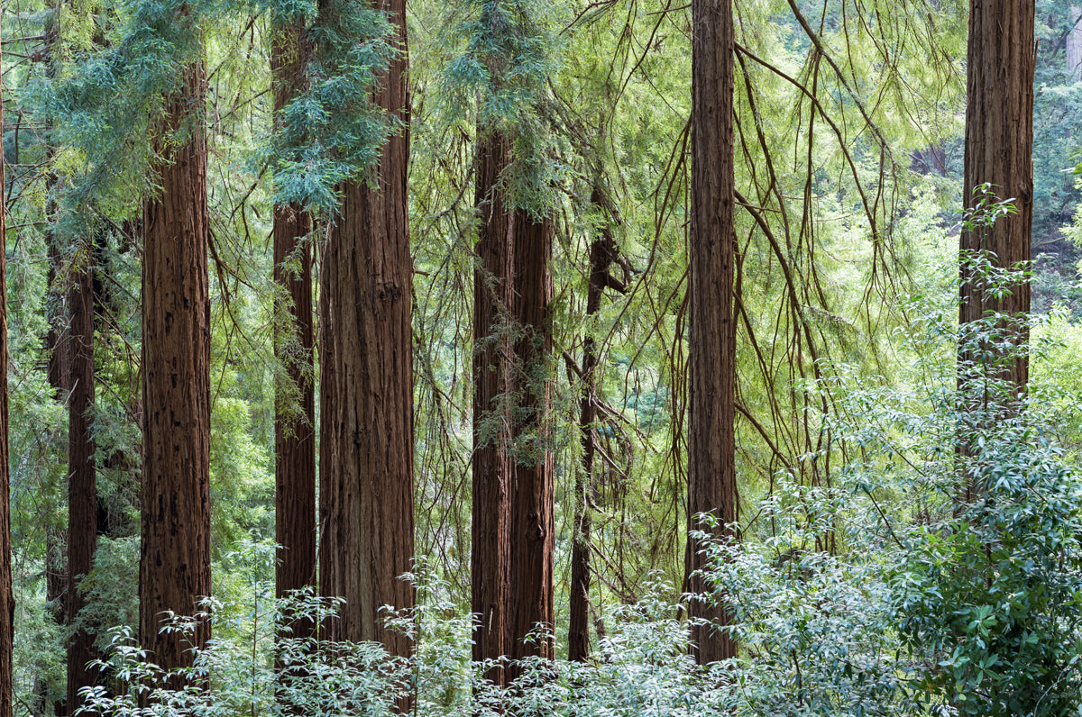 Muir Woods