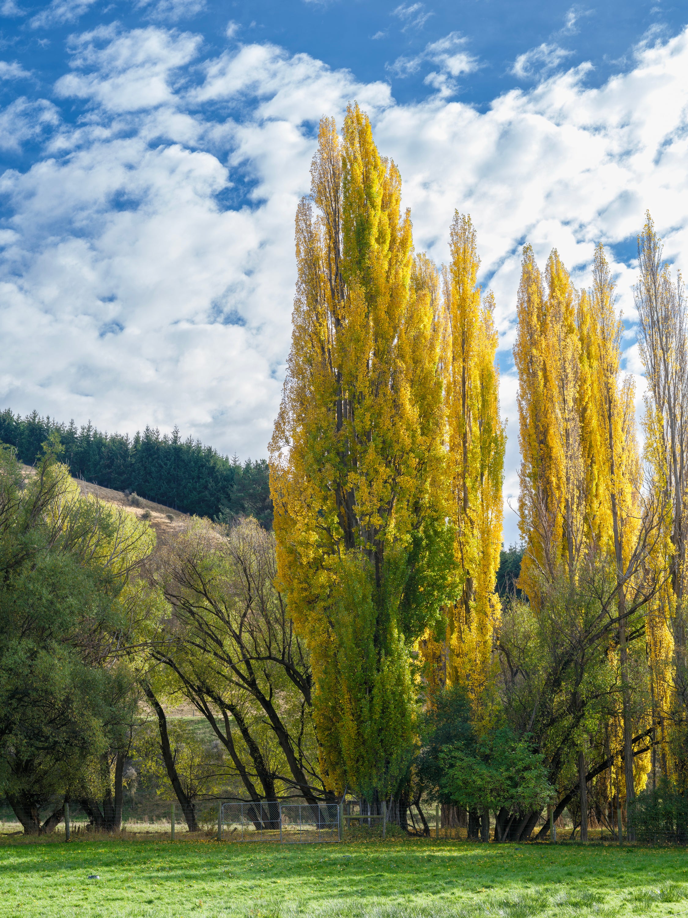Poplar Verticals