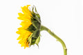 Sunflower Profile