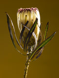 Protea