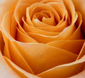 Inner Rose