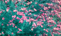 Study in Magenta and Teal