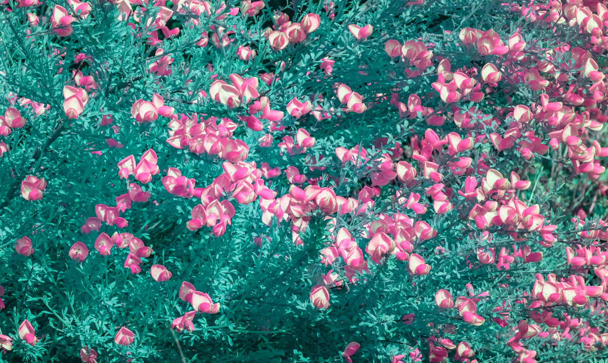 Study in Magenta and Teal