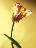 Flaming Parrot Tulip