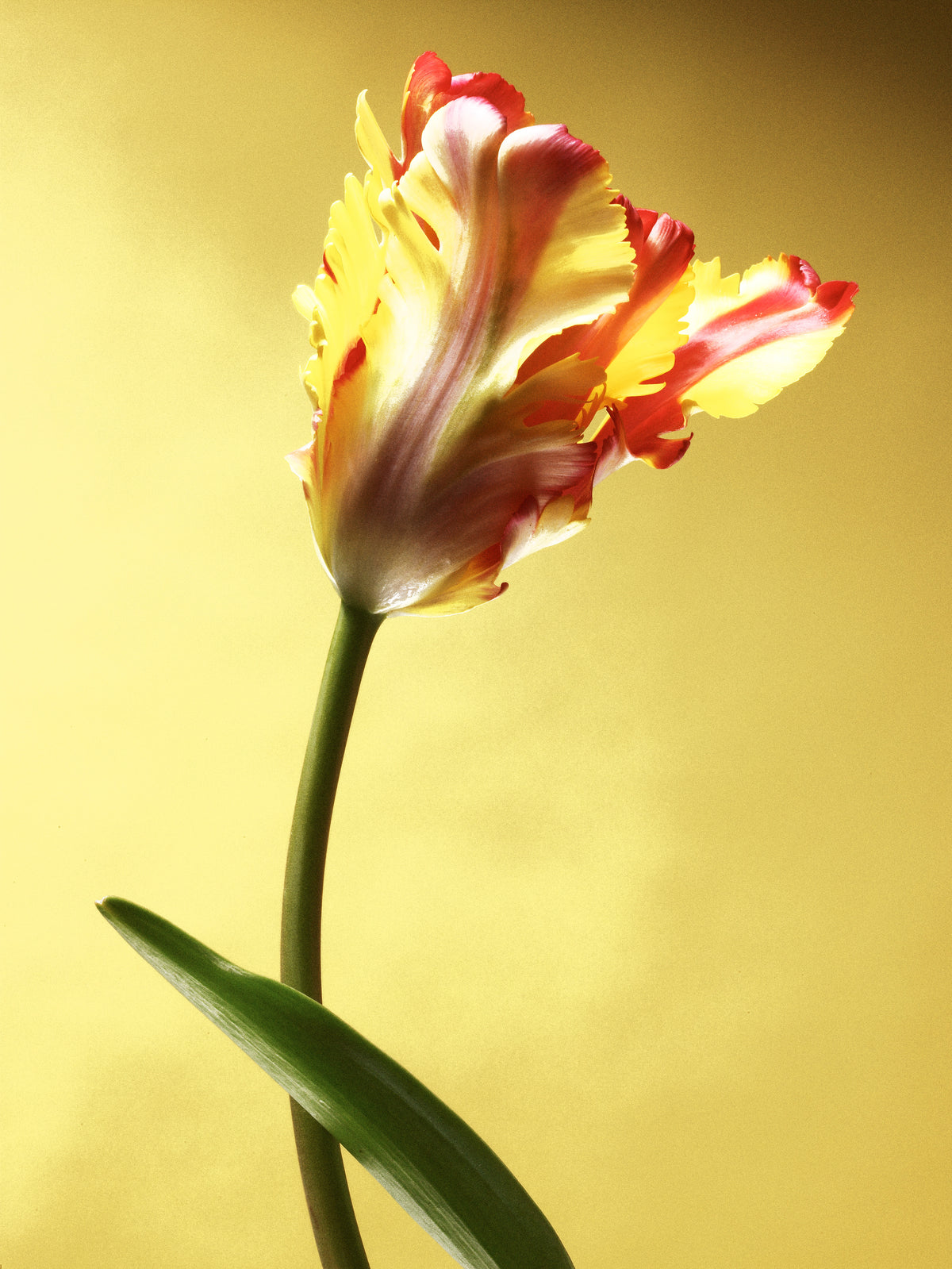 Flaming Parrot Tulip
